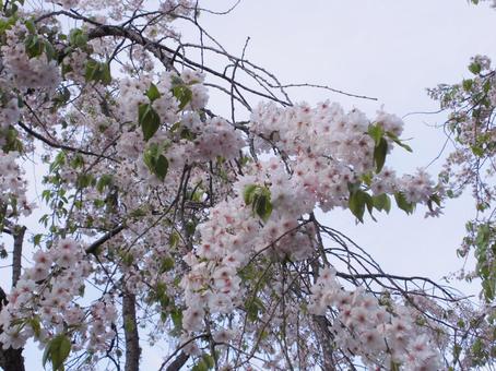 サクラノハナ 桜,花,さくらの写真素材