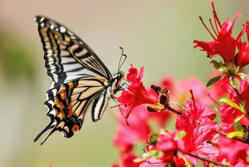 A swallowtail butterfly sucking nectar from an azalea, JPG A swallowtail butterfly sucking nectar from an azalea, JPG