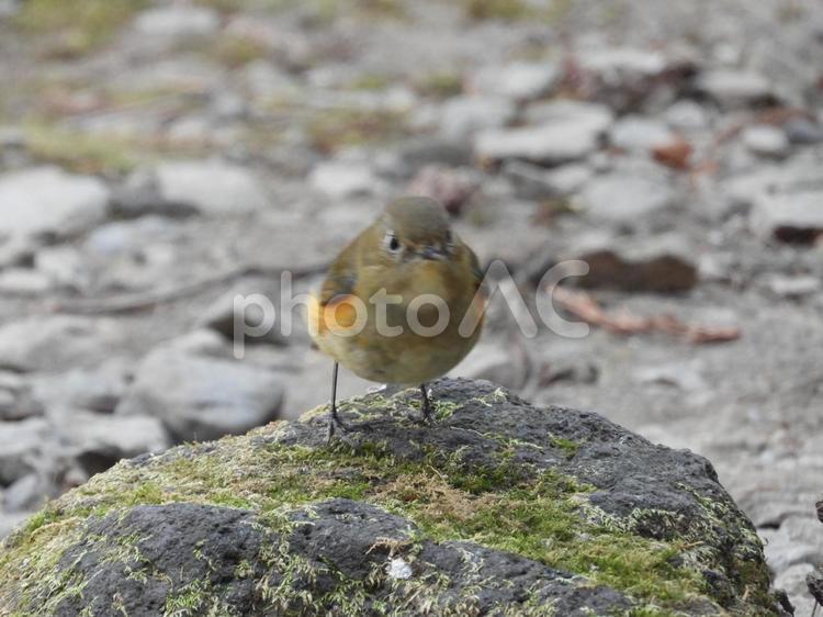 小根山野鳥の森で撮ったルリビタキ♀ 山地,バードウォッチング,野生の写真素材