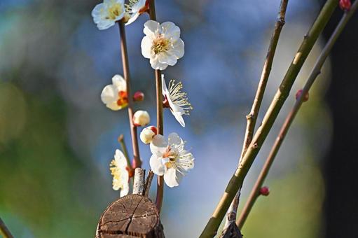 幹から伸びるウメの花 梅,木,花の写真素材
