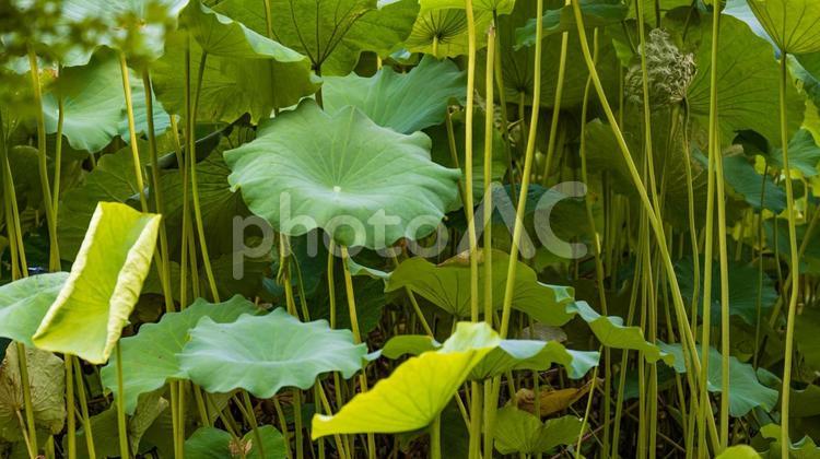 様々な緑色を見せる蓮の葉のアップ 蓮,蓮の葉,葉の写真素材