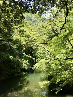 緑のトンネルと清流 緑のトンネルと清流の写真