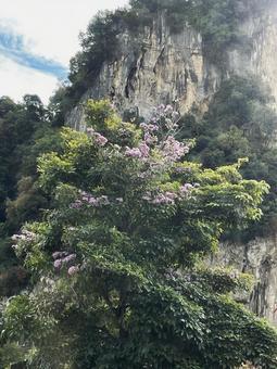 花 花の写真