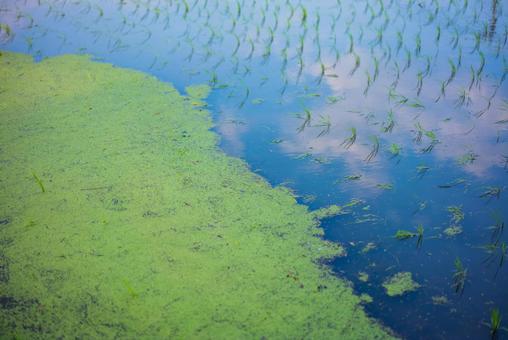 水田の緑と青空の反射 水田,田んぼ,水面の写真素材