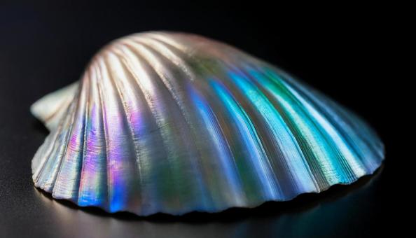 Beautiful iridescent mother-of-pearl shells 4, screw, shell, rainbow-colored, JPG