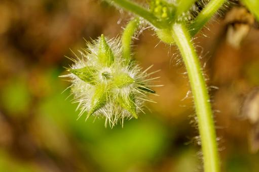 秋の野原に咲くアレチウリの実 植物,自然,緑色の写真素材