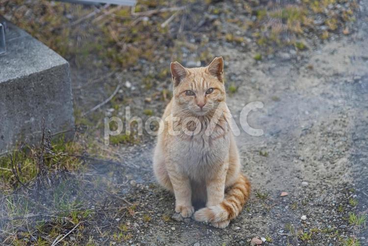 こちらに興味深々でずっと見つめる茶トラ 茶トラ猫,地域猫,猫の写真素材