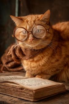 癒やしの時間:本と過ごすオレンジ色の猫 癒やしの時間:本と過ごすオレンジ色の猫の写真