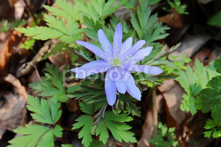 山野草　キクザキイチゲの花　紫 キクザキイチゲ,菊咲一華,キクザキイチリンソウの写真素材