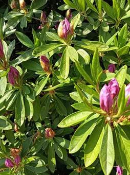 つぼみが大きい赤紫の花 つぼみが大きい赤紫の花の写真