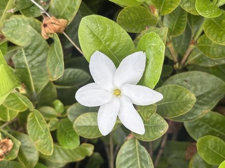 Photo, flower, white flower, summer, 