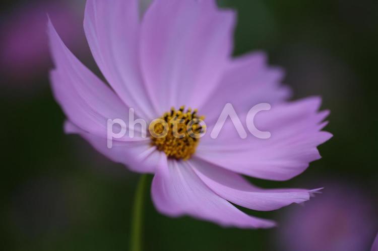 風にとける一瞬のやさしさ コスモス,花びら,マクロ撮影の写真素材
