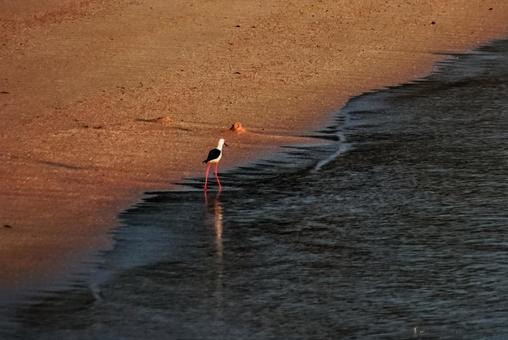 <素材>夏の夜明けの浜辺のセイタカシギ <素材>夏の夜明けの浜辺のセイタカシギの写真