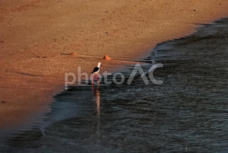 ＜素材＞夏の夜明けの浜辺のセイタカシギ セイタカシギ,風景,海の写真素材