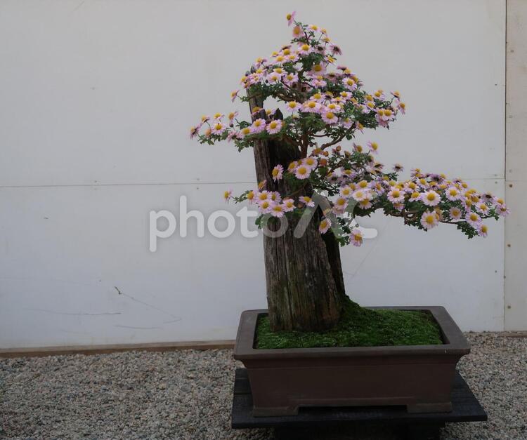 後楽園の敷地内　盆栽の展示会 フラワーアレンジメント,優しい花,公園の花の写真素材
