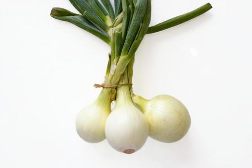 新たまねぎ　３つ 新たまねぎ,玉ねぎ,野菜の写真素材