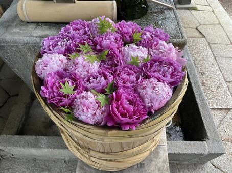花手水(芍薬) 花手水(芍薬) 花手水,シャクヤク,手水舎の写真素材