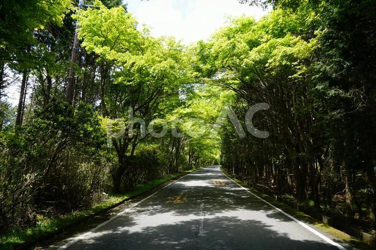 静岡県富士市大淵付近の道路　新緑 新緑,緑,富士市の写真素材