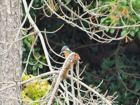 A kingfisher peeking out from behind a tree branch, kingfishers, bird, birds, JPG