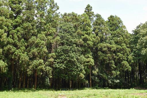 スギの木 針葉樹林 スギの木,杉,スギ林の写真素材