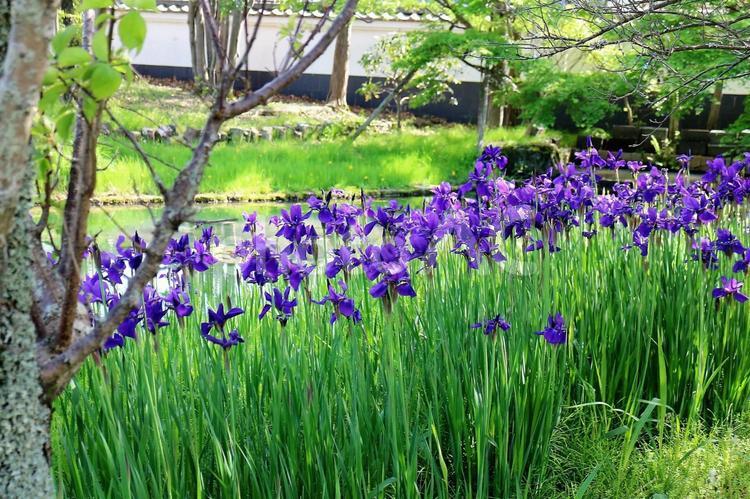 池のそばに咲くたくさんのアヤメの花 アヤメ,青い花,池の写真素材