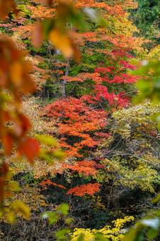 秋の磊々峡(55) 秋,紅葉,磊々峡の写真素材