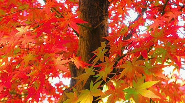 姫路城 好古園21 姫路城,好古園,紅葉の写真素材