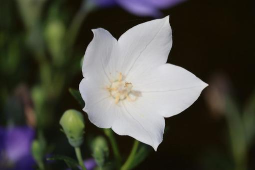 白い花びらの桔梗の花のアップ 白い花びらの桔梗の花のアップ 白い,花びら,桔梗の写真素材
