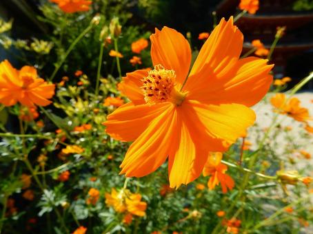 【花の写真】コスモスの写真