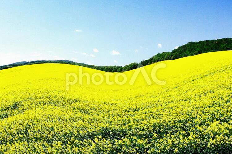 菜の花畑の絶景 菜の花畑,絶景,観光地の写真素材
