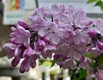 ライラックの写真