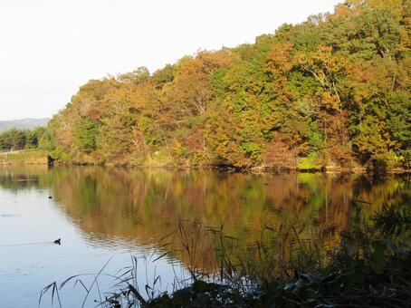 秋 湖,秋,自然の写真素材