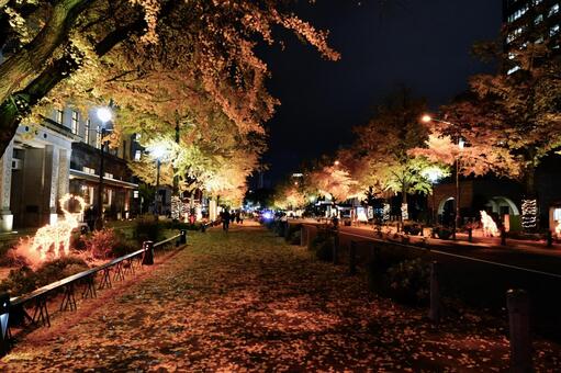 夜の銀杏並木とイルミネーション 銀杏並木,並木道,夜の写真素材