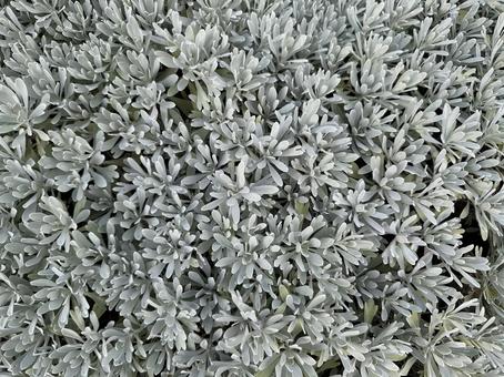 シルバーリーフ シルバーリーフ シルバーリーフ,葉,植物の写真素材