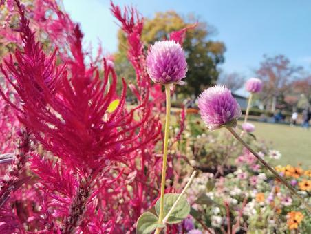 千日紅4 千日紅,センニチコウ,秋の写真素材