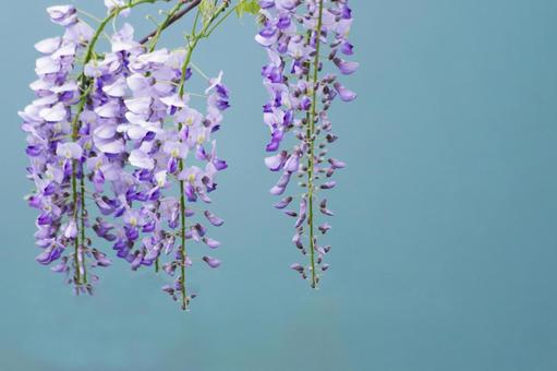 Wisteria flower, JPG Wisteria flower, JPG