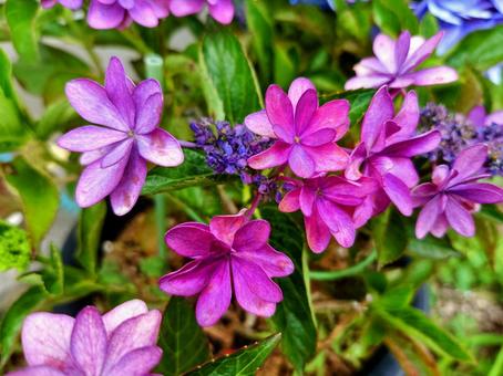 紫陽花 紫陽花 紫陽花,庭,6月の写真素材