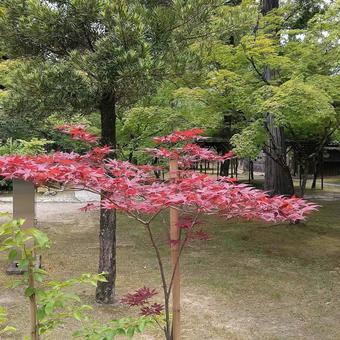 紅葉 紅葉の写真