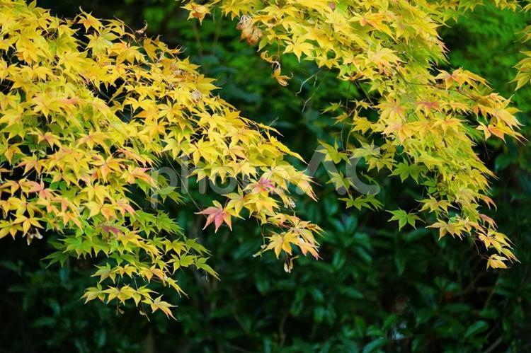 いろはもみじ もみじ,自然,日差しの写真素材