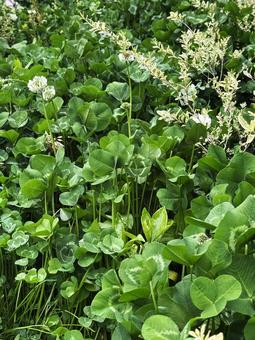 春の草むら 春の草むらの写真