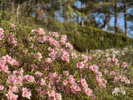 ピンクのツツジ ツツジ,さつき,ピンクの写真素材