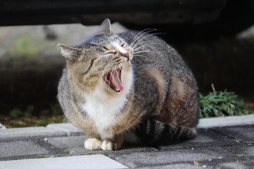 A sitting cat yawning loudly, JPG A sitting cat yawning loudly, JPG