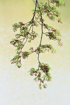 絵のようなモミジの花の風景 絵のようなモミジの花の風景の写真