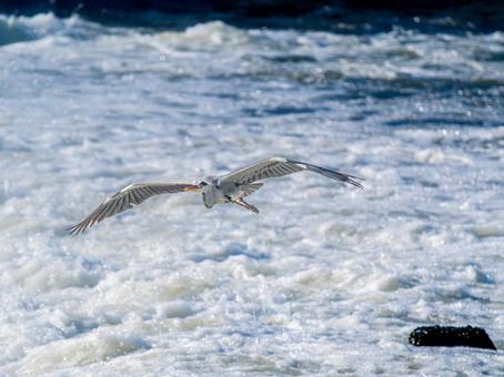水辺を飛ぶアオサギ 水辺を飛ぶアオサギの写真
