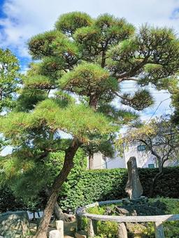 木 木,樹木,植物の写真素材