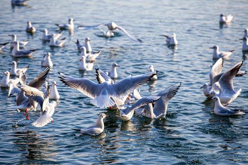 カモメの群れ カモメ,鴎,鷗の写真素材