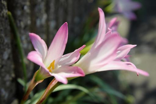 ハブランサス　ズームアップ ハブランサス,漏斗状,夏秋の写真素材