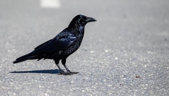 道路にいるカラス 道路にいるカラスの写真