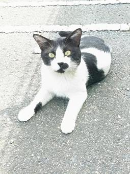見つめる猫 見つめる猫の写真