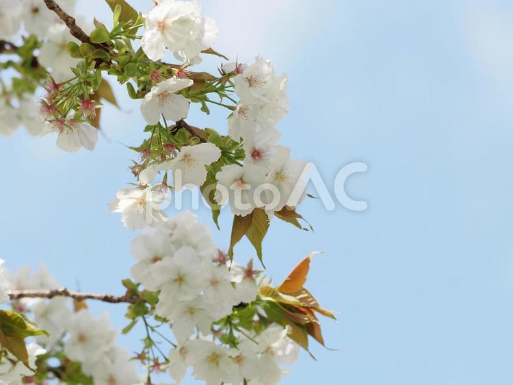 青空と桜の美しい午後 桜,サクラ,花の写真素材